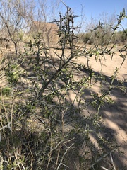 Sarcomphalus obtusifolius