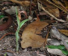 Pterostylis truncata