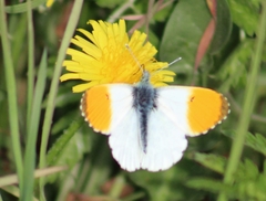 Anthocharis cardamines