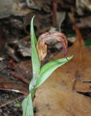 Pterostylis truncata