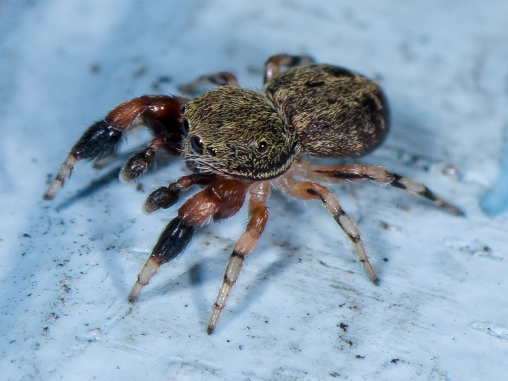 Oak Jumping Spider, photo 1 of 10