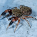 Oak Jumping Spider - Photo (c) Анатолий Озерной /Anatoliy Ozernoy, some rights reserved (CC BY-SA)