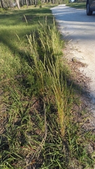 Sphenopholis obtusata