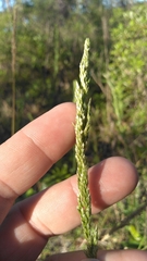 Sphenopholis obtusata