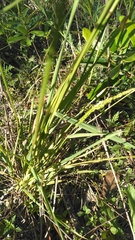 Sphenopholis obtusata