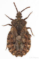 Aradus conspicuus