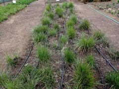 Festuca californica californica