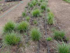 Festuca californica californica
