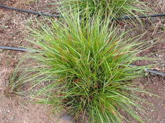 Festuca californica californica