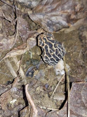Morchella diminutiva