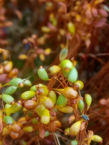 Funaria hygrometrica image