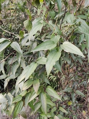 Clematis armandii