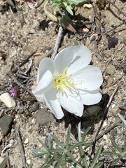 Oenothera californica