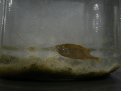 Enteromius oraniensis