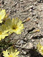 Anisocoma acaulis