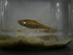 Enteromius oraniensis