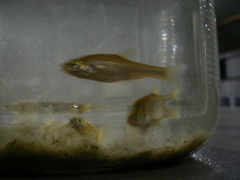 Enteromius oraniensis