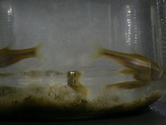 Enteromius oraniensis