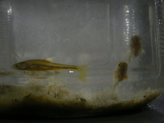 Enteromius oraniensis