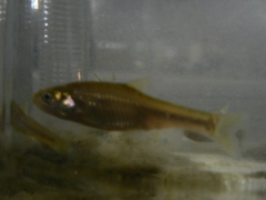 Enteromius oraniensis