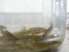 Enteromius oraniensis