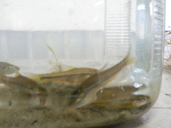 Enteromius oraniensis