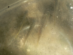 Enteromius oraniensis