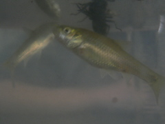 Enteromius oraniensis