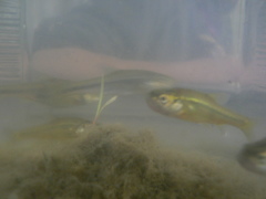 Enteromius oraniensis