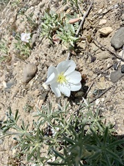 Oenothera californica