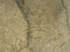 Enteromius oraniensis