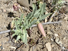 Oenothera californica