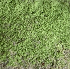 Chrysothrix chlorina