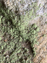 Chrysothrix chlorina