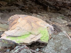 Chrysothrix chlorina