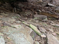 Chrysothrix chlorina