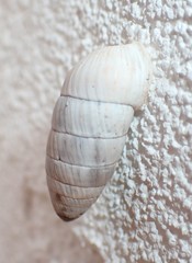 Cerion incanum