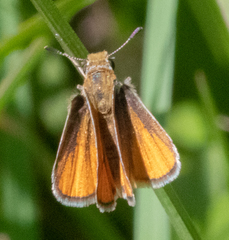Copaeodes minima