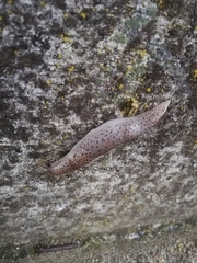 Limax conemenosi