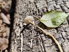 Baeospora
