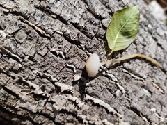 Baeospora