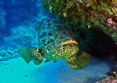 Pacific Goliath Grouper photo 4