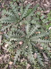 Cirsium japonicum