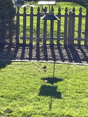 Cardinalis cardinalis