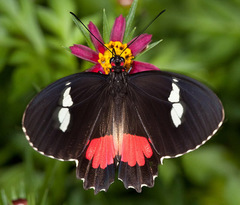 Parides panares