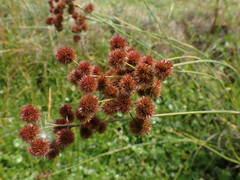 Juncus megacephalus