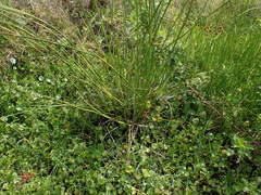 Juncus megacephalus