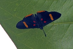 Melanis electron