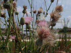 Cirsium nuttalii image