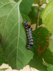 Androloma disparata